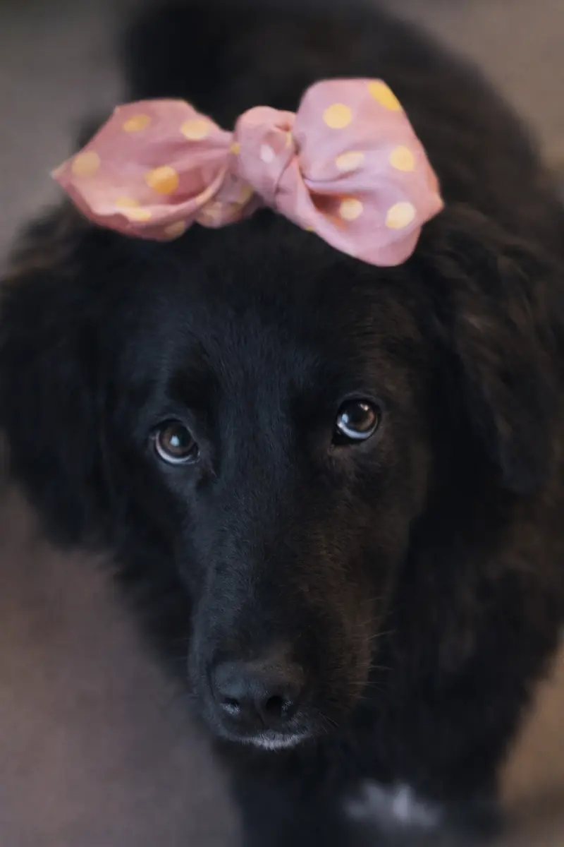 Μαύρη σκυλίτσα προς υιοθεσία με ροζ φιόγκο
