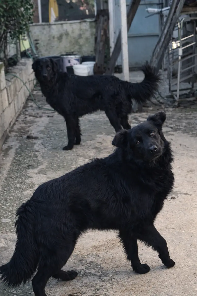 Δύο μαύρα κουταβάκια προς υιοθεσία