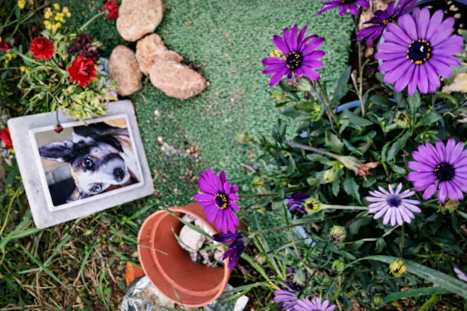 Μνημείο κατοικιδίου - λεπτομέρειες